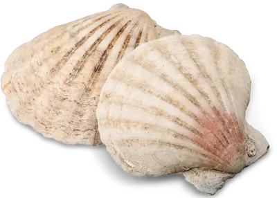 seashells